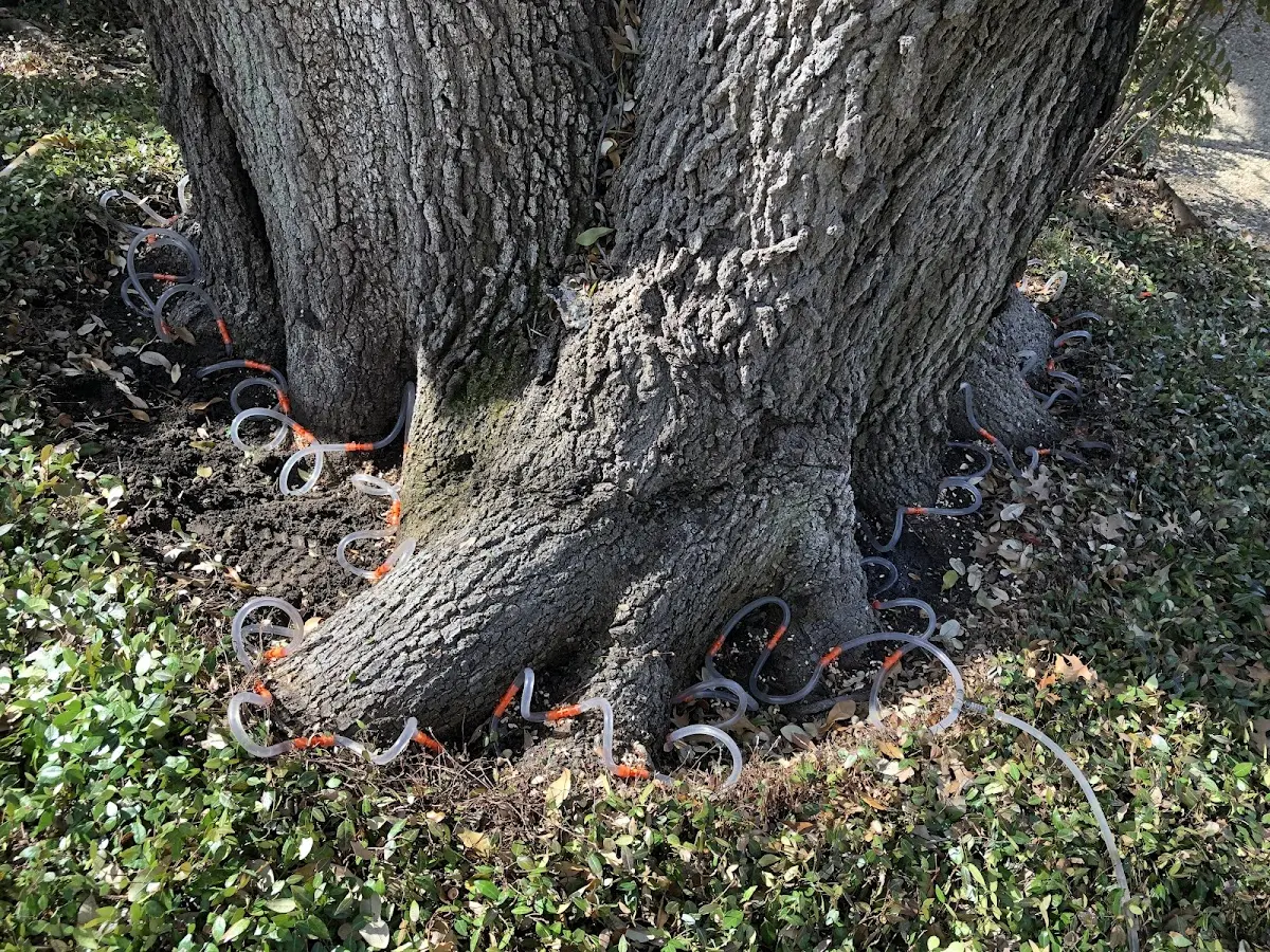 Detailed Tree Cabling and Bracing job site in Crum