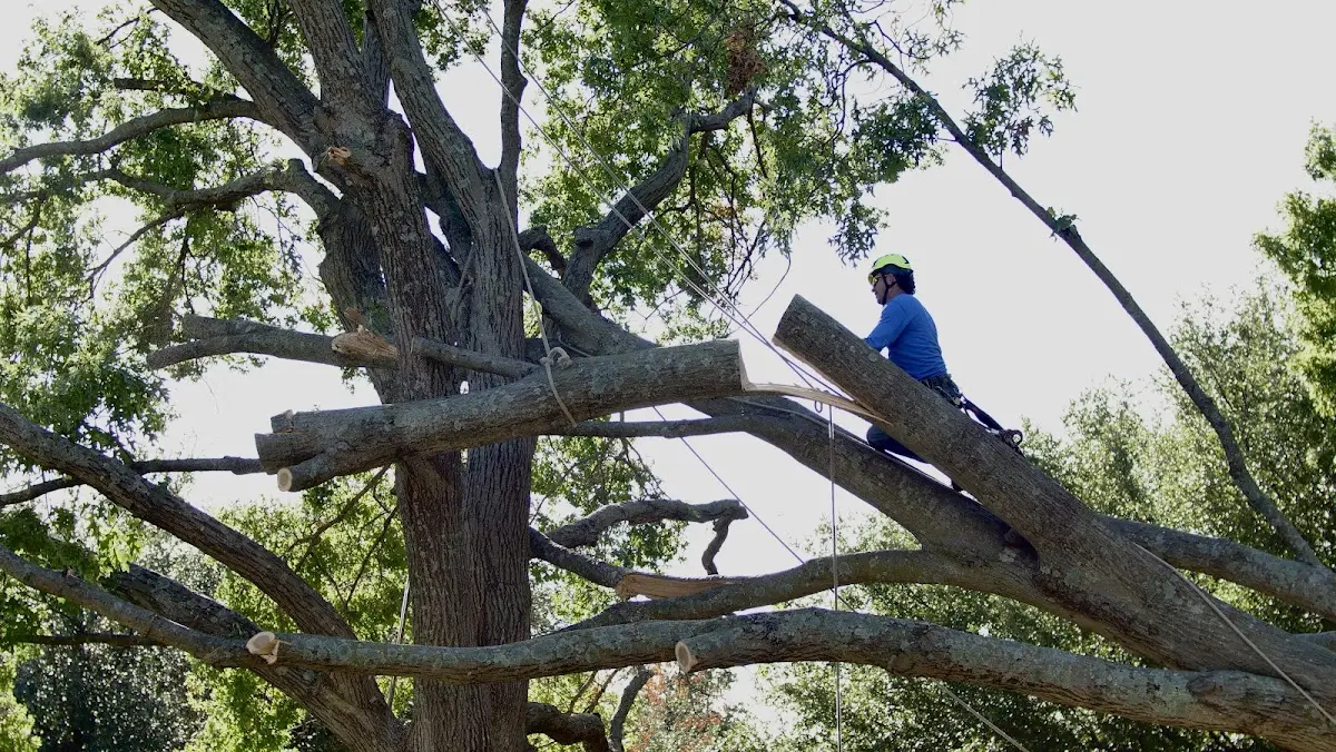 Professional Hazardous Tree Removal performed by certified arborists in Crum