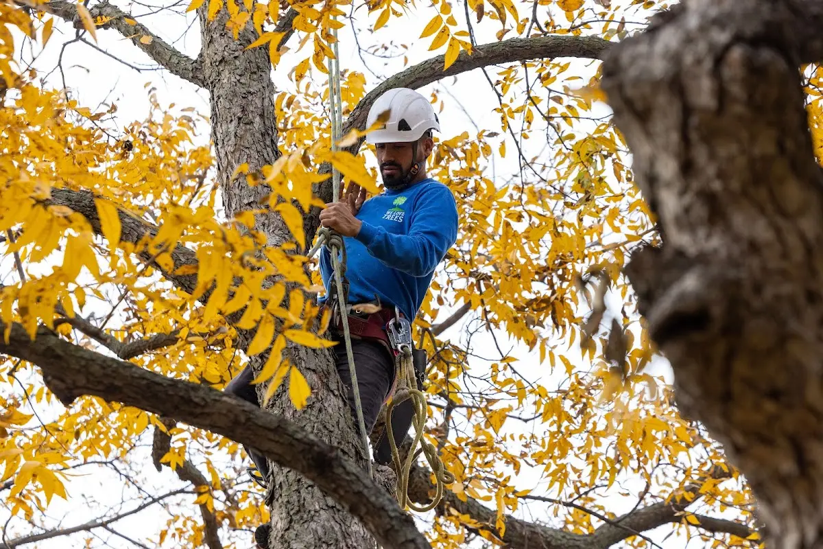 Skilled Tree Planing crew working in Crum