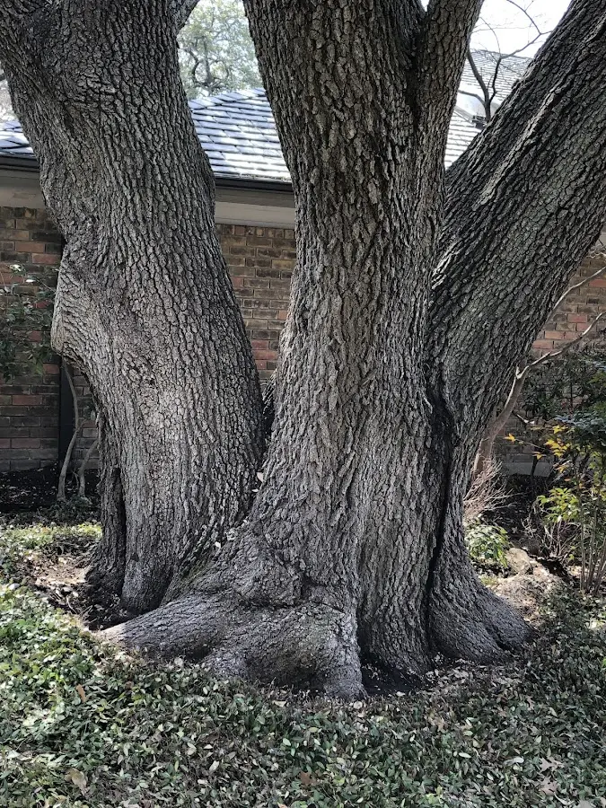 Mature heritage tree close to a Crum property cared for by certified arborists